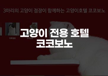 서울 고양이 호텔 추천: 소중한 반려묘를 위한 프리미엄 휴식처 '코코보노' 방문기